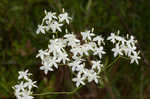 Largeleaf rose gentian